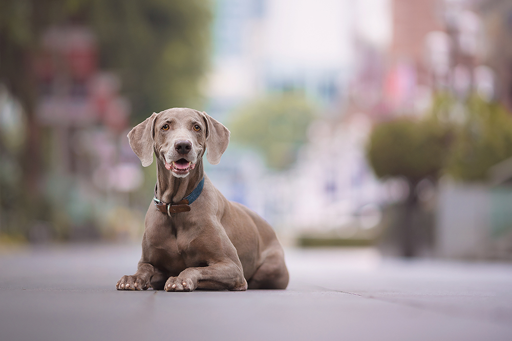 weimaraner dog smiling and waiting for his dog portrait photo to be taken in Singapore