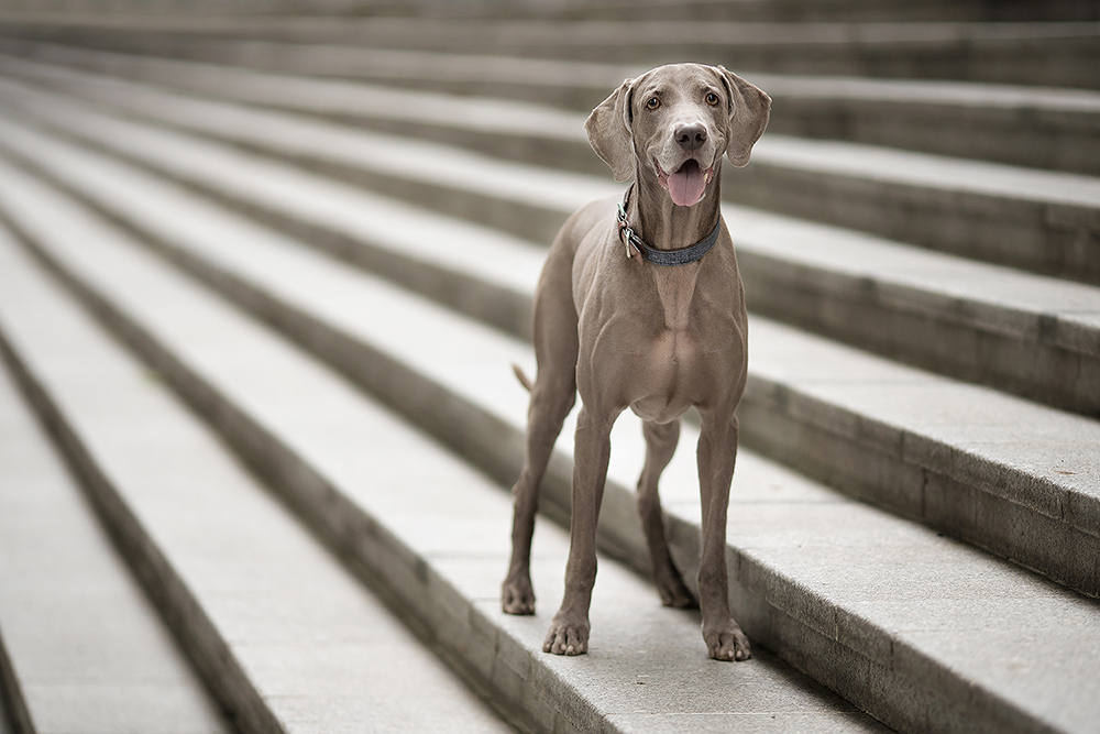 weimaraner dog standing on steps for pet portrait
