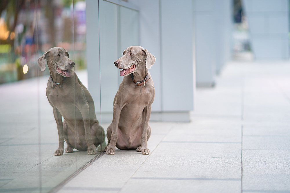 weimaraner dog talking to himself at a mirror reflection