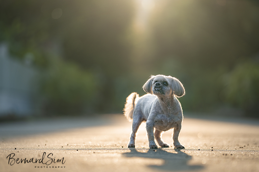 Outdoors Dog Photography Singapore