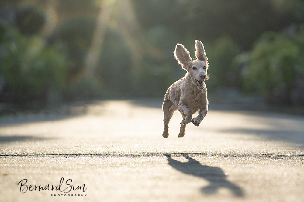 Cocker spaniel jumping in the sunlight