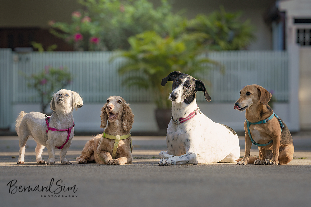 Group of dogs posing for the camera