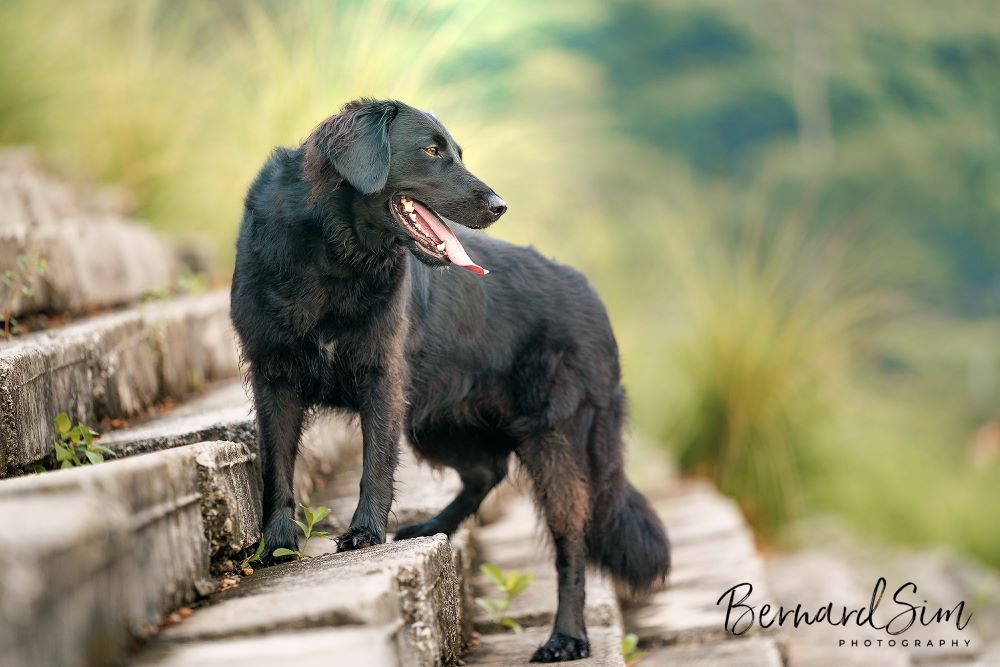 Black dog on steps