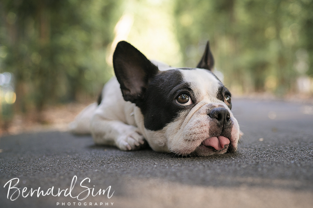 Dog Portrait Photography