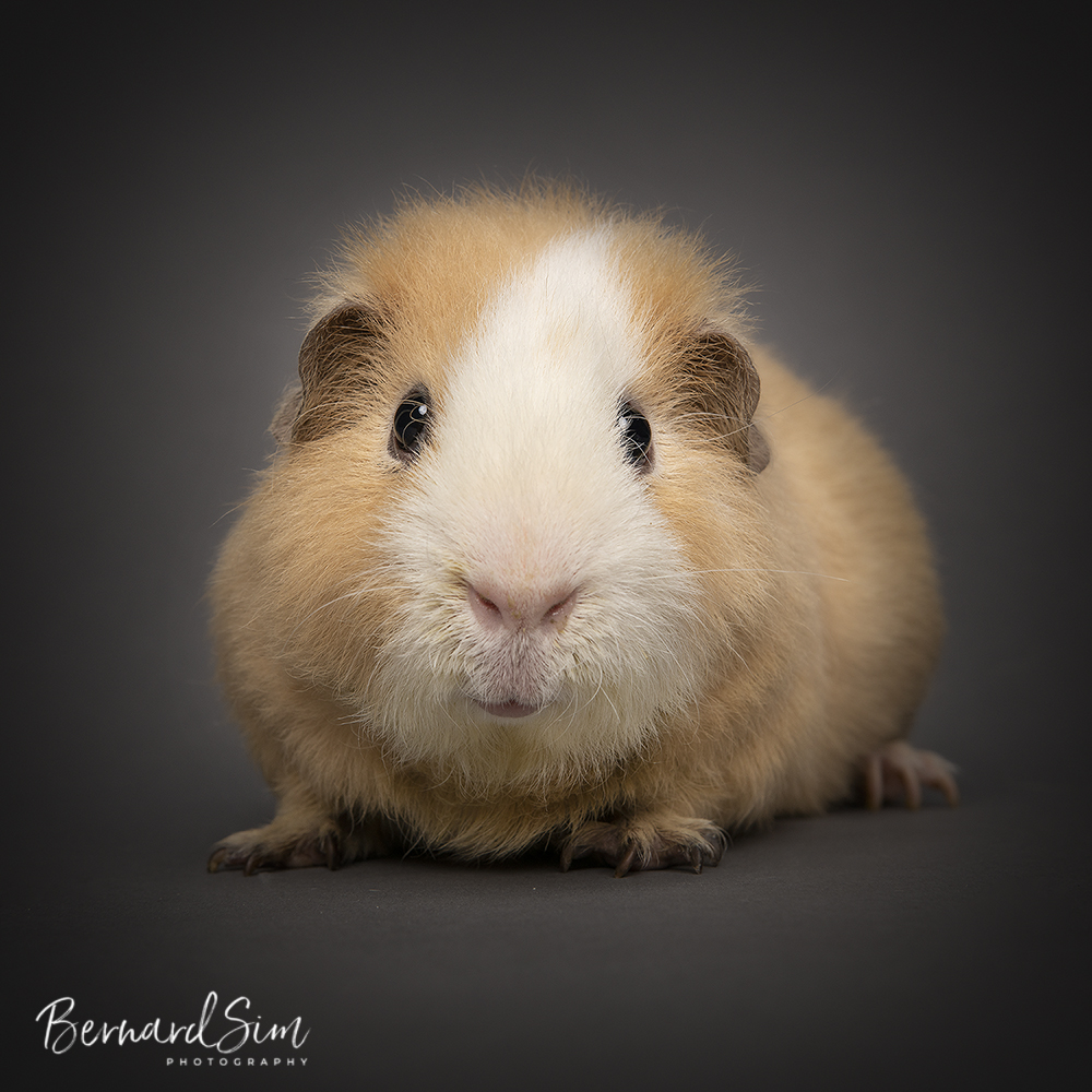 Guinea pig