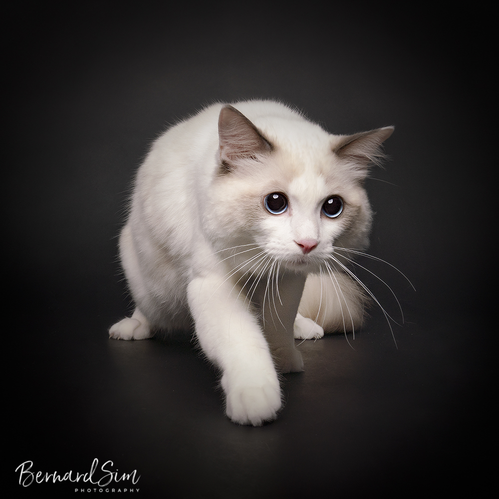 Asian semi longhair kitten