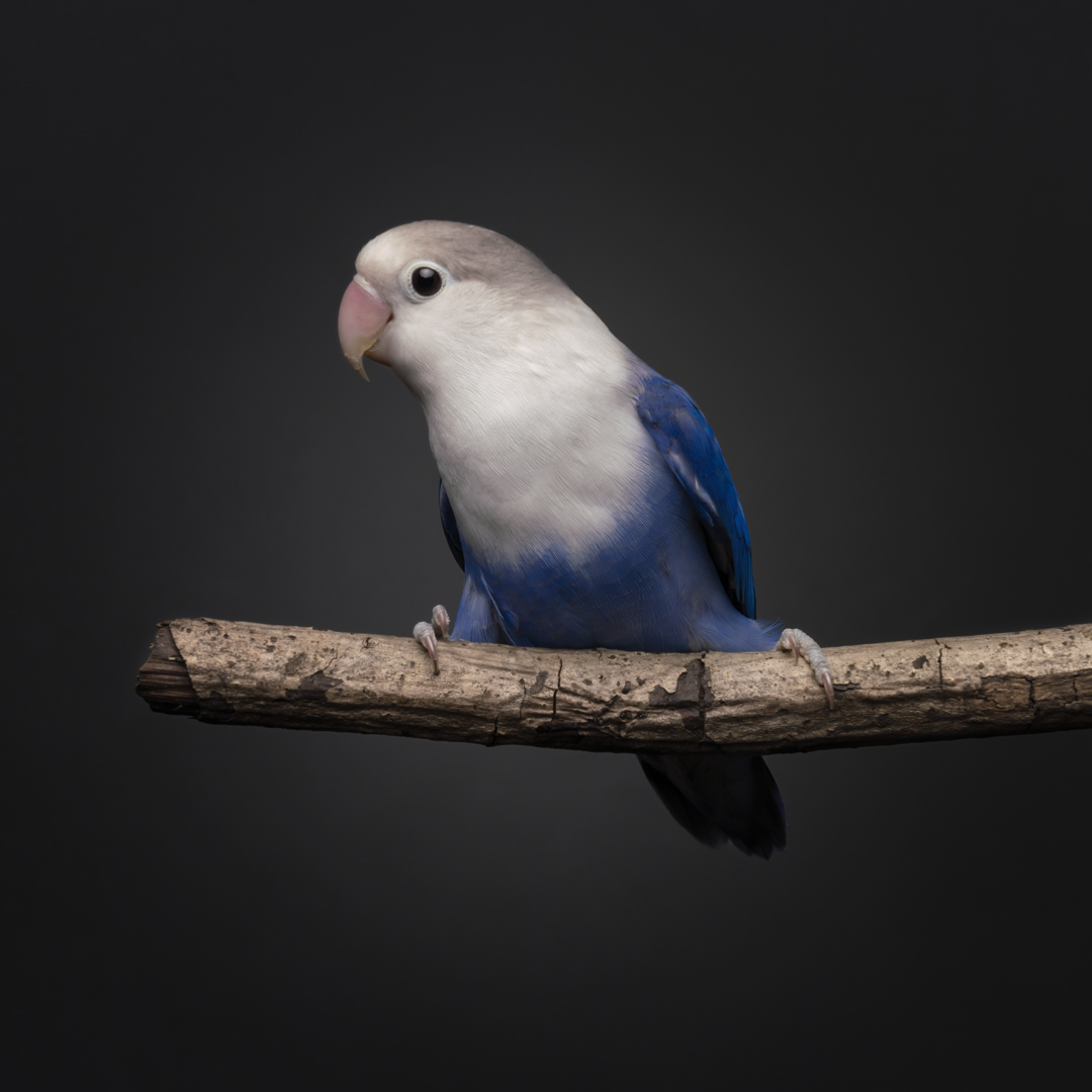 Love bird photoshoot by magicdow