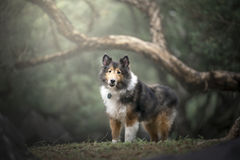 Sheltie poses outdoors, magicdow captures charm