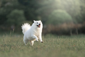 Japanese Spitz photoshoot by magicdow