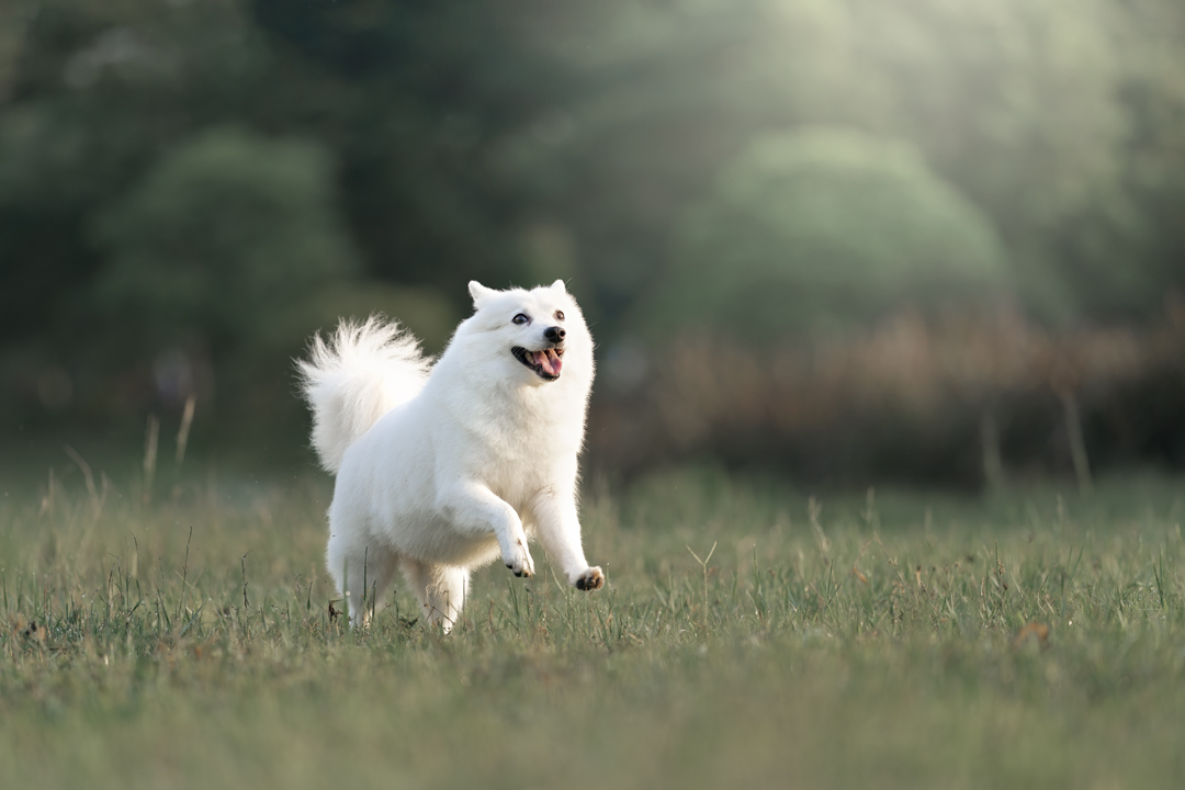 Japanese Spitz posing beautifully in magical setting.