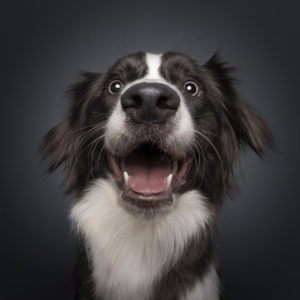 Border collie photoshoot by magicdow