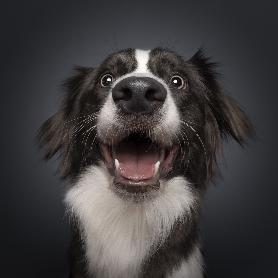 Enchanting Border Collie poses during magicdow photoshoot
