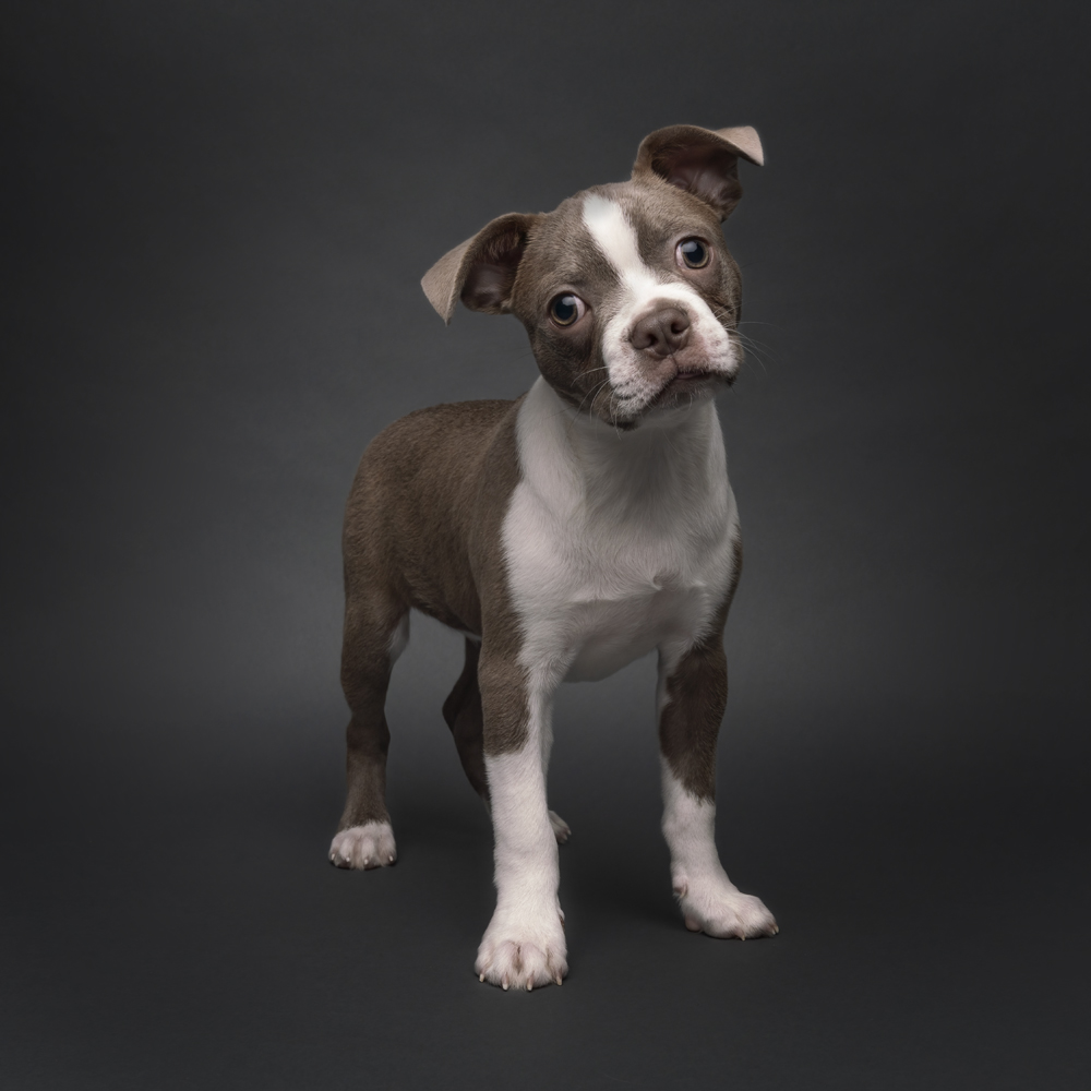 Adorable Boston Terrier posing, captured magically.