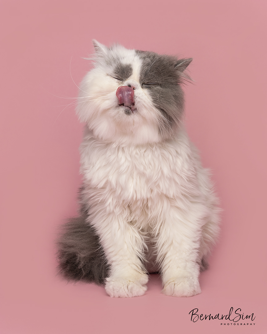 Persian cat photoshoot by magicdow