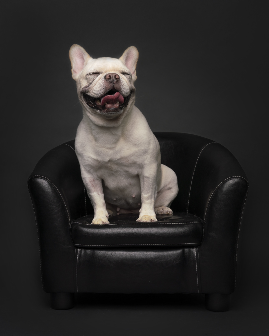 Frenchie laughing photoshoot by Magicdow Photography