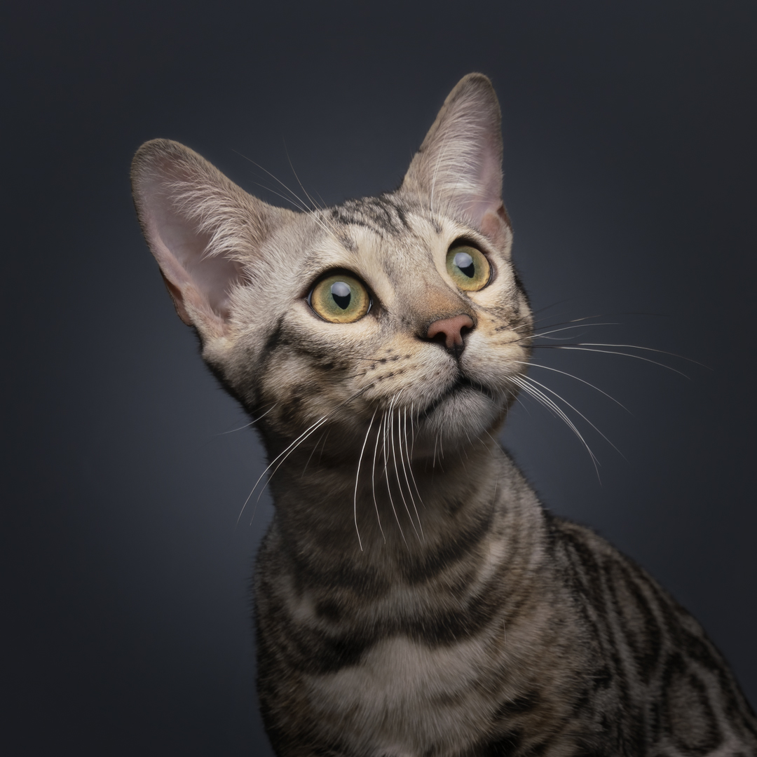 Graceful Bengal Cat poses for studio photography.