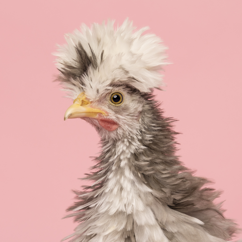 Chicken photoshoot by magicdow