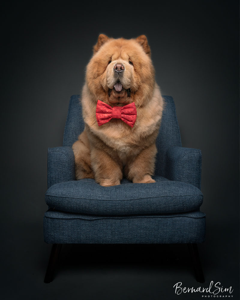 Adorable pets posing in professional photo shoot