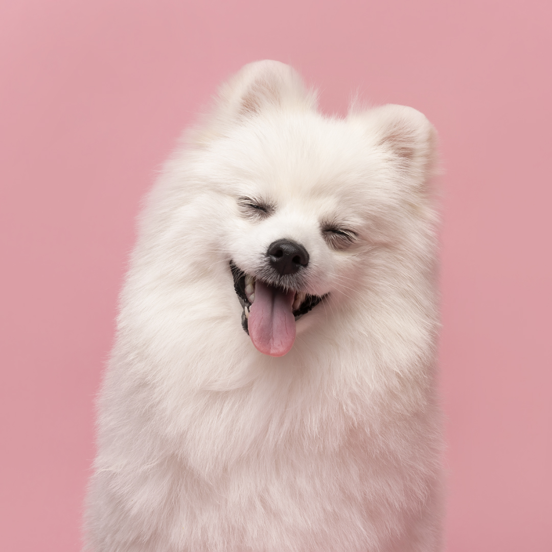 Happy Pomeranian posing joyfully during magical photoshoot.