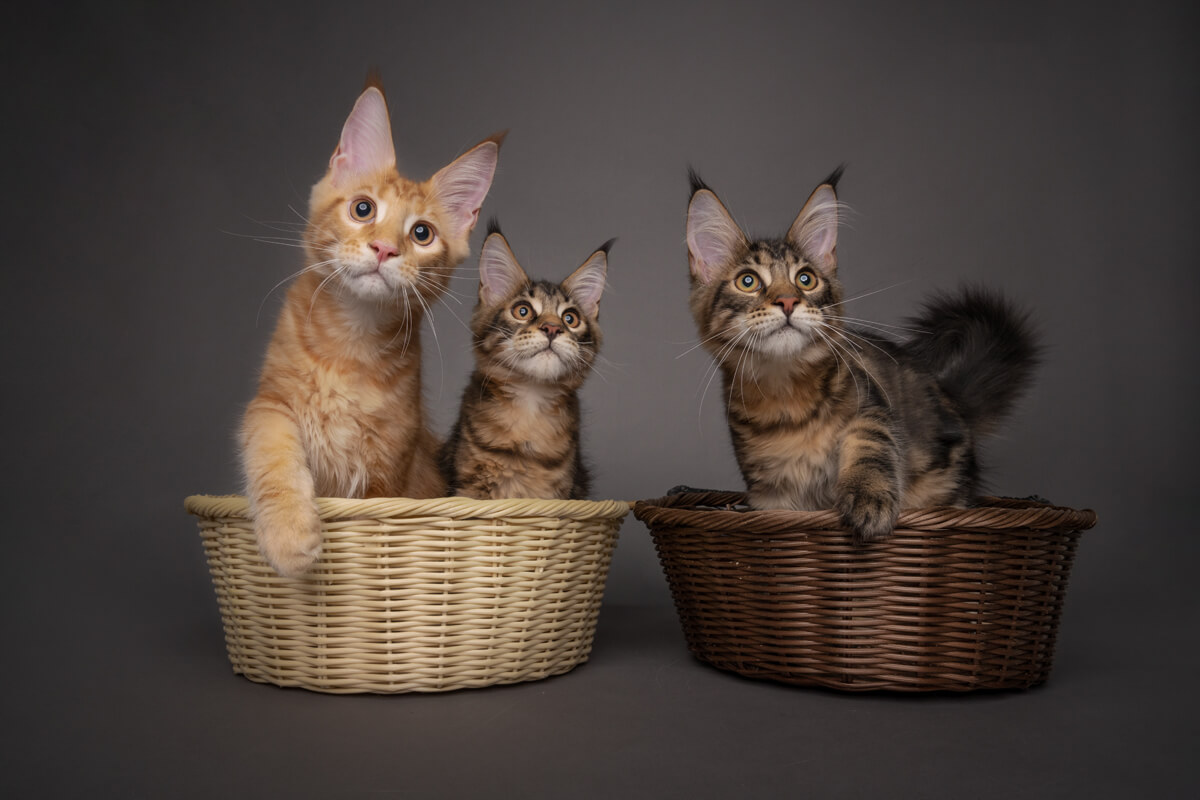 Adorable kittens posing playfully for Magicdow's lens.