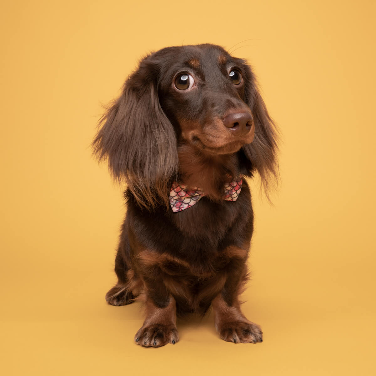 Dachshund happily posing for Bernard Sim's shoot.
