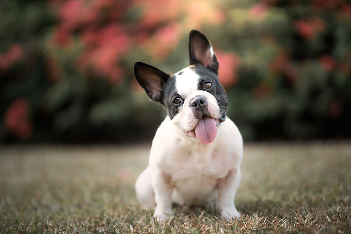 French bulldog in botanic garden