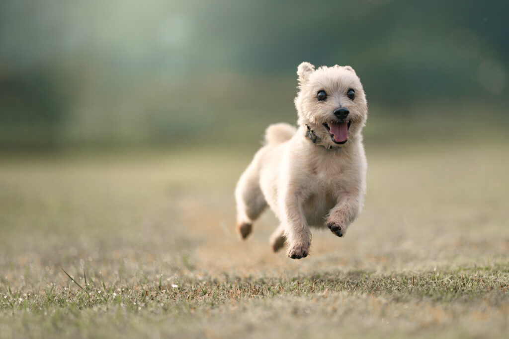 Dog Portrait Photography