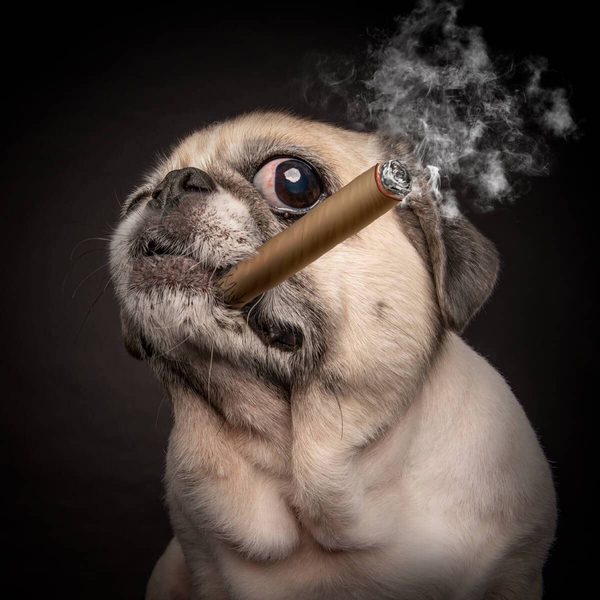 Pug dogfather enjoying a cigar with style.