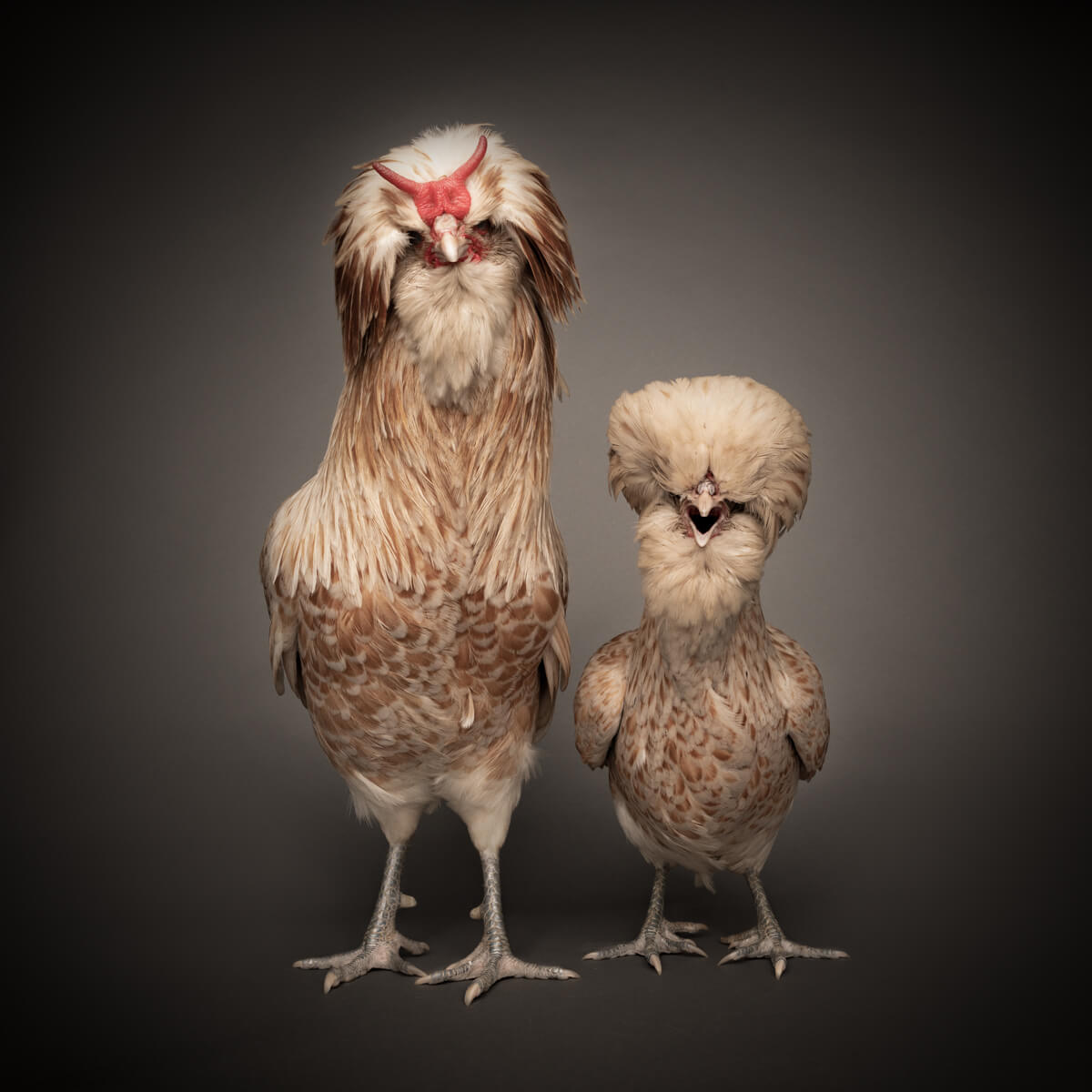 Polish chicken husband and wife photoshoot