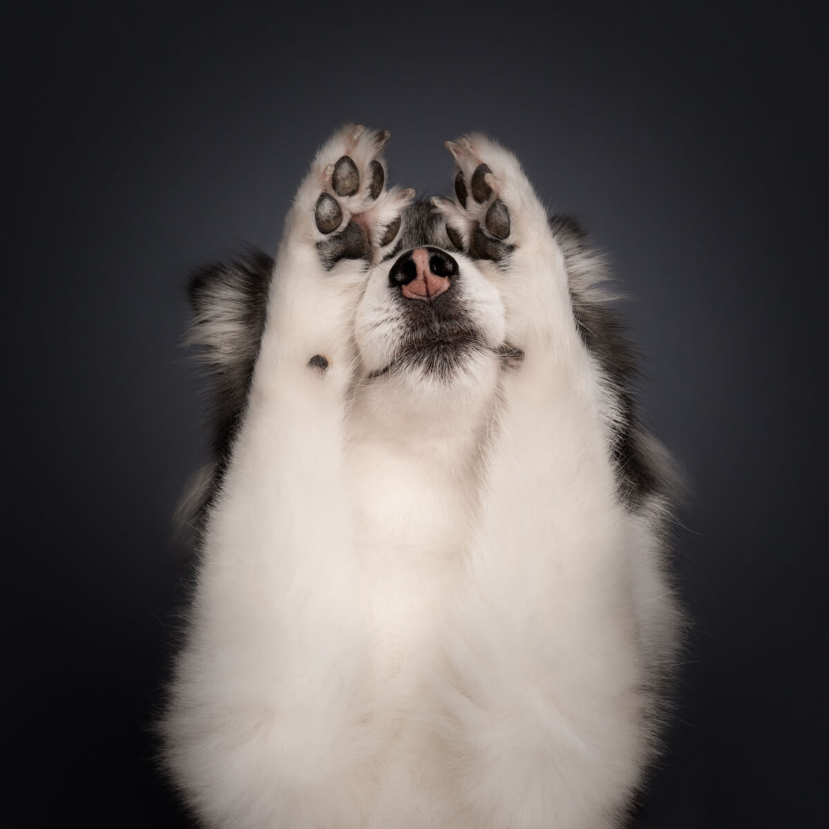 Pomsky praying, stunning photos by Bernard Sim.