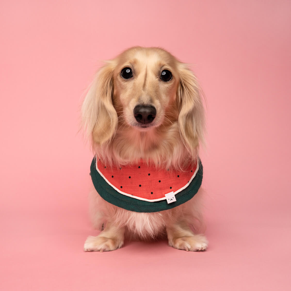 Watermelon dachshund