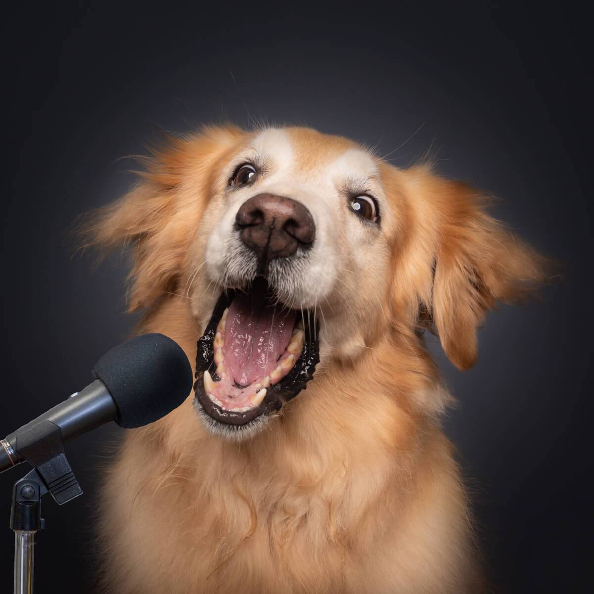 golden retriever singing