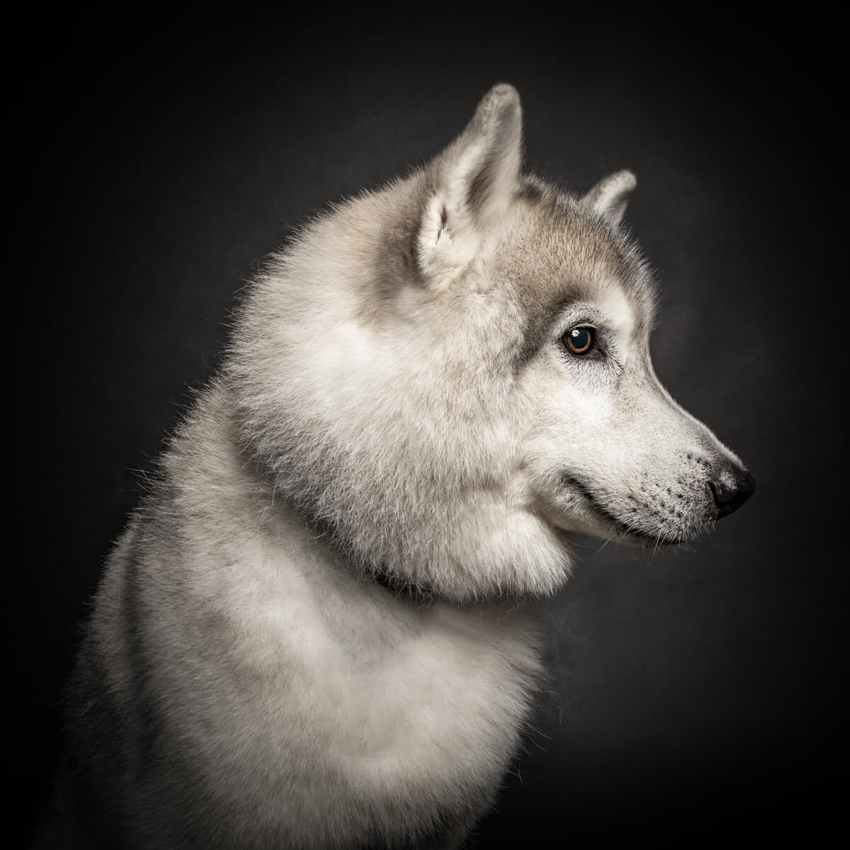 French Bulldog enjoys nature's beauty, photographed beautifully.