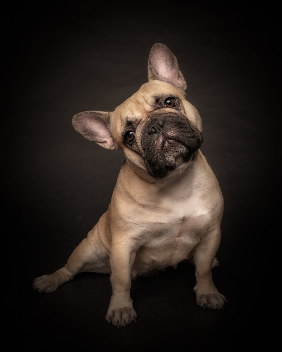 French Bulldog posing for charming photoshoot.