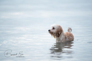 Pets Studio Photography Singapore