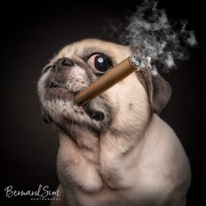 Dog Studio Photography Singapore