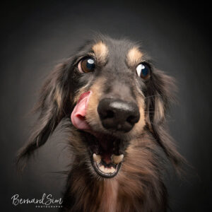 Pet Portrait Photography Singapore