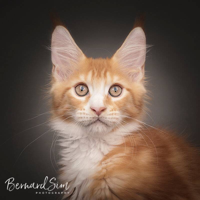 Cats Photography Singapore