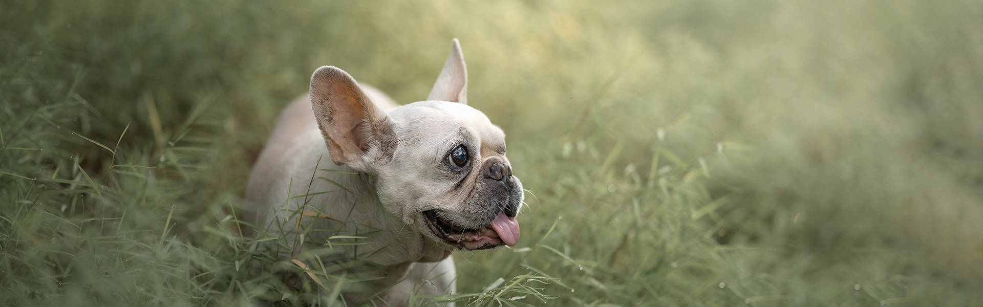 Frenchie in bushes