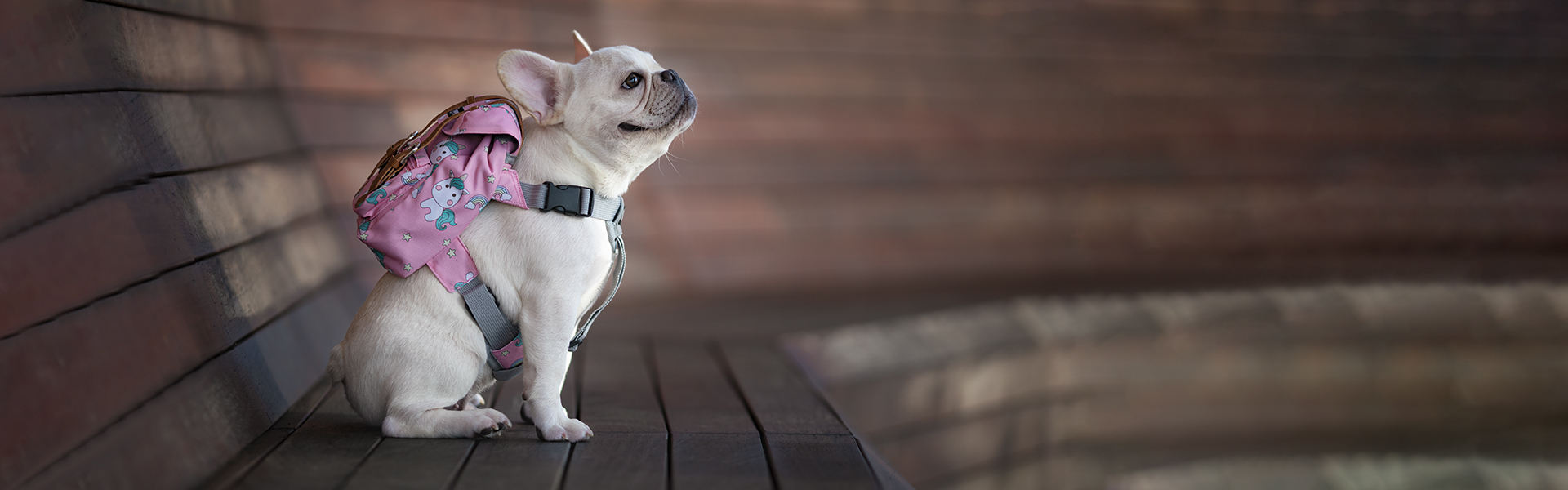 Frenchie with bag