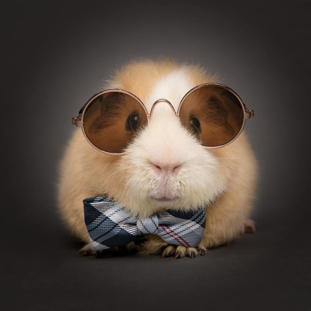 Curious guinea pig explores world through lens.