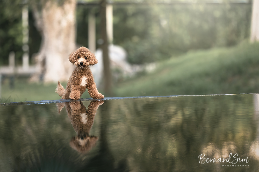 Outdoors Dog Photography