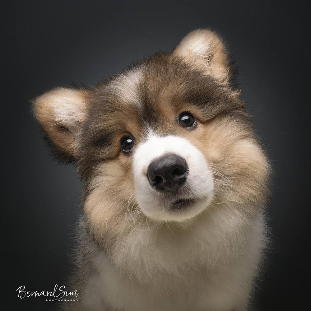 Dog Portrait Photoshoot