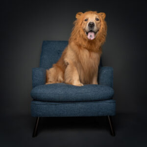 High-quality pet photography services.