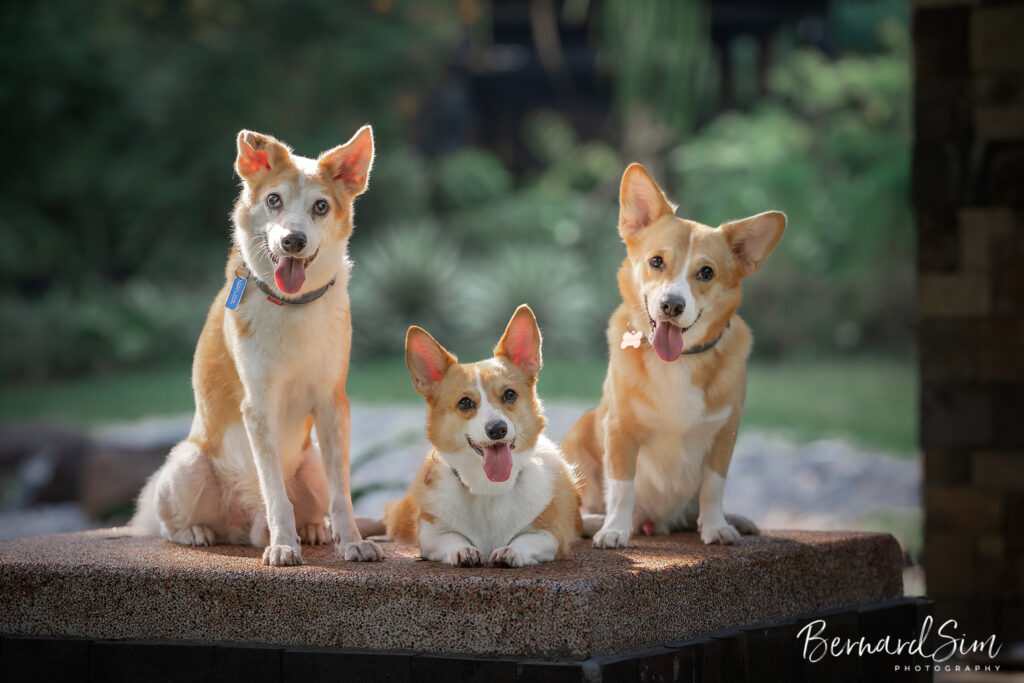 Happy dog enjoying a pet photoshoot with natural lighting.