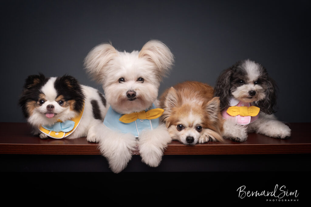 Pet portrait photoshoot.