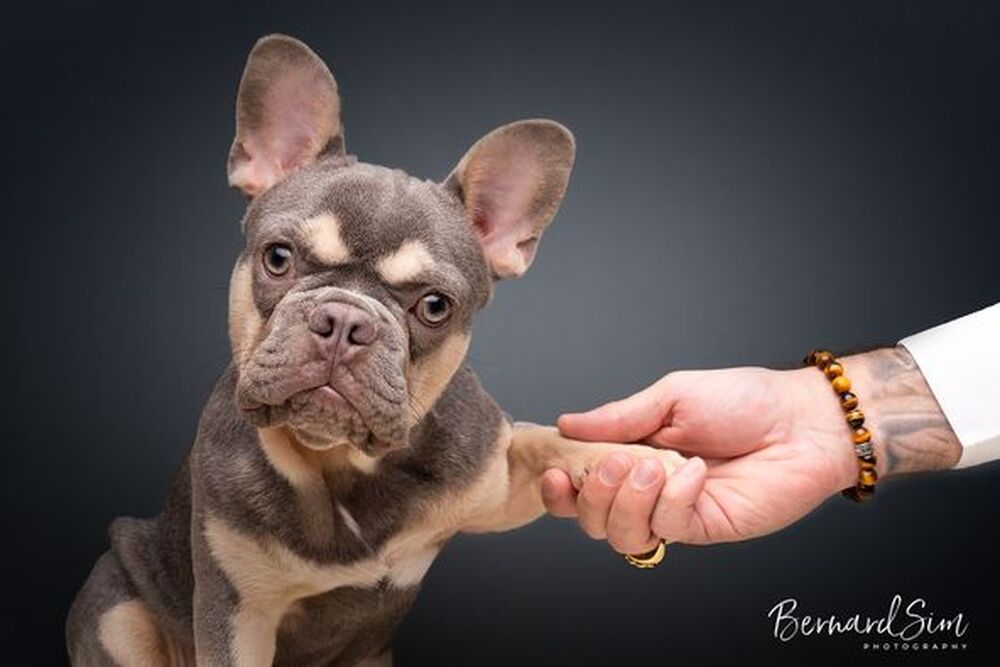 Find top dog portrait studio.