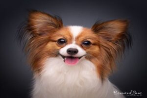 Top Pet portrait photo shoot.
