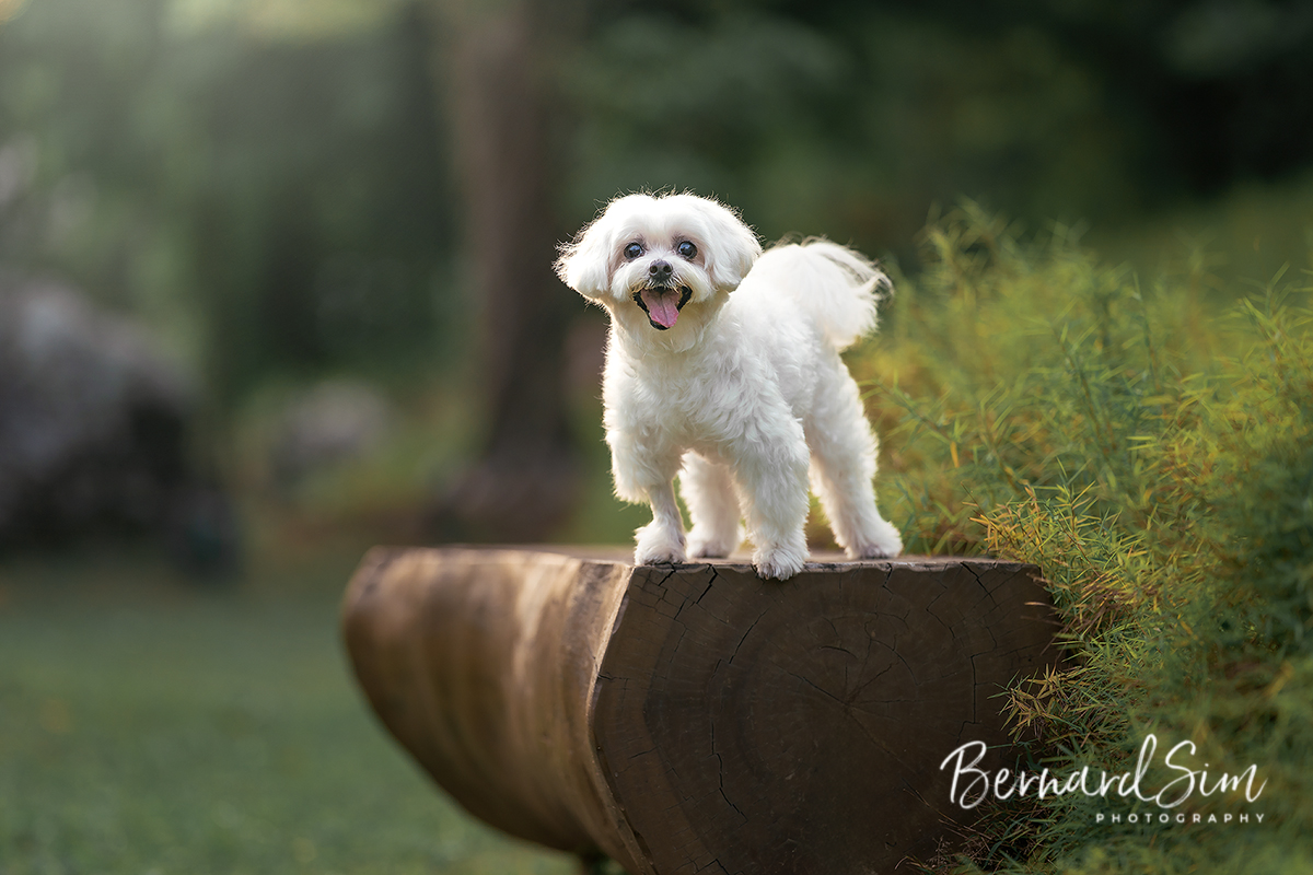 Pet Photoshoot..