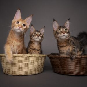 Cat Studio Photography Singapore